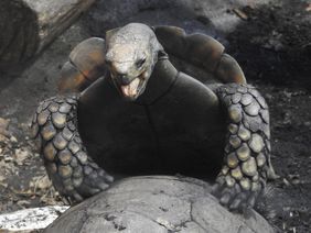 Valentinsabend bei den Braunen Landschildkröten