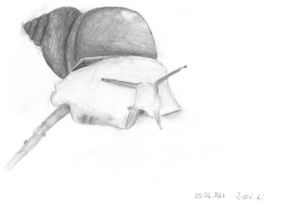 Bleistiftzeichnung einer Achatschnecke