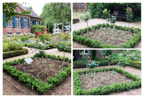 Rosengarten am Spee'schen Palais in Düsseldorf. Foto: Gartenamt