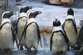 Eine Gruppe Brillenpinguine auf dem Landbereich ihres Geheges im Aquazoo