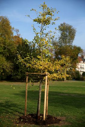 Der gespendete Ginkgo biloba wurde im Hofgarten gepflanzt und angegossen. Foto: David Young