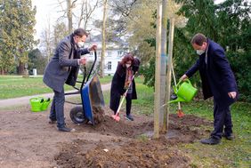 OB Stephan Keller (r.), Gründezernentin Hela Stulgies und Matthias Pasch, Abteilungsleiter Grünanlagen im Gartenamt, haben zum Abschluss der Pflanzsaison einen Zürgelbaum im Park Lantz gepflanzt. Foto: Uwe Schaffmeister