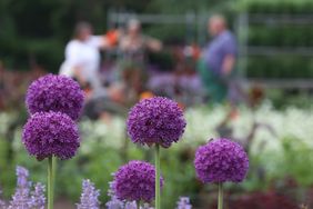 364 verschiedene Sommerblumen von A wie Allium (Foto) bis Z wie Zinnia. Foto: David Young