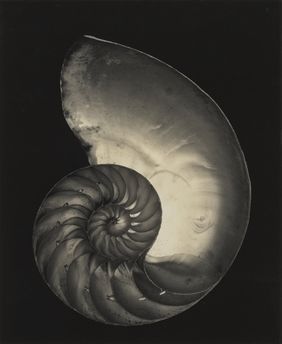 Edward Weston (1886 – 1958), Shell, 1927 (Abzug 1946 von Cole Weston vom Originalnegativ), Silbergelatineabzug, 24 x 19 cm, Kunstpalast, Düsseldorf, Foto: 1981 Center for Creative Photography, Arizona Board of Regents