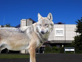 Der Wolf zurück in NRW