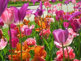 Bereits jetzt im Herbst werden die Blumenzwiebeln für die Blumenpracht im nächsten Frühjahr in die Erde gebracht. Foto: Gartenamt