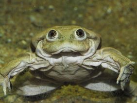 Auge in Auge mit dem sympathischen Froschlurch – einige Exemplare werden auch für die Gäste des Aquazoo in der Ausstellung zu sehen sein; Foto: Aquazoo Löbbecke Museum