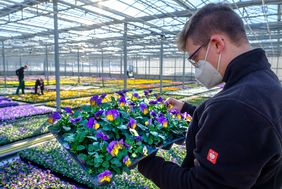 Mitarbeitende des Gartenamts haben in den vergangenen Monaten rund 137.000 Frühjahrspflanzen und mehr als 110.000 Zwiebelgewächse teils in den Gewächshäusern an den Stockumer Höfen vorgezogen.