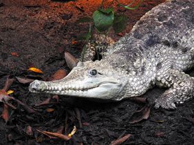 Australienkrokodil (Crocodylus johnsoni) in der Tropenhalle des Aquazoo Löbbecke Museum