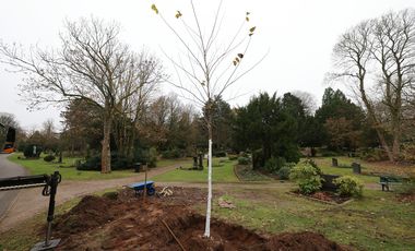 Zehn Jahre ist die Bergulme in der städtischen Baumschule gewachsen, nun ist sie mit viereinhalb Metern groß genug, um an ihren neuen Standort umzuziehen. Am 27. November 2025 wurde sie auf dem Nordfriedhof, ganz in der Nähe des Betriebshofes, eingepflanzt. Fotos: Young