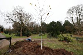 Zehn Jahre ist die Bergulme in der städtischen Baumschule gewachsen, nun ist sie mit viereinhalb Metern groß genug, um an ihren neuen Standort umzuziehen. Am 27. November 2025 wurde sie auf dem Nordfriedhof, ganz in der Nähe des Betriebshofes, eingepflanzt. Fotos: Young