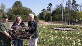 Präsentieren gemeinsam die Frühjahrsbepflanzung, bestehend aus Wechselflor- und Staudenbeeten: Gartenamtsleiterin Doris Törkel, Landschaftsarchitektin Christine Orel und Christina Selders, Terraflor (v.r.). Foto: Wilfried Meyer