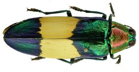 Käfer