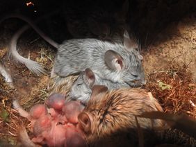 Die nachtaktiven Maushamster und ihre winzigen, noch nackten Junge können im Aquazoo auch tagsüber in ihrer Schlafhöhle direkt an der Gehegescheibe beobachtet werden. Foto: Aquazoo Löbbecke Museum.