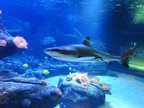 Ein Schwarzspitzen Riffhai im Aquazoo