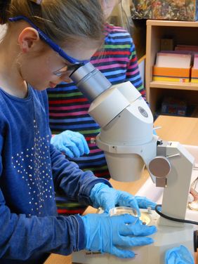 Beim Workshop "Kleine Welt ganz groß – unter dem Mikroskop" am Mittwoch, 24. Juli, mikroskopieren, erforschen und zeichnen die Kinder Schmetterlingsflügel, Haihaut, winzige Meerestiere; Foto: Aquazoo Löbbecke Museum