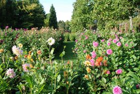 Dahliengarten im Südpark. Foto: Gartenamt