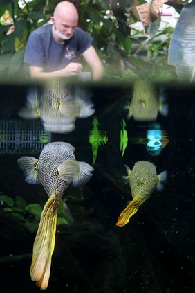Goldringel-Kugelfisch (Tetraodon mbu) mit Tierpfleger im Aquazoo Düsseldorf