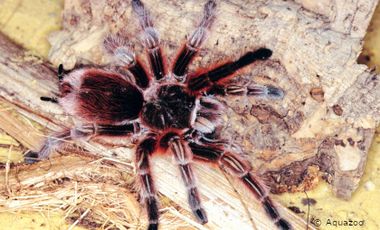 Foto einer haarigen Spinne