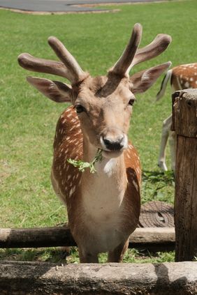 Damhirsch im Wildpark, Foto: Michael Gstettenbauer.