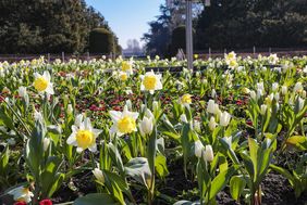 Großkronige Narzissen (Narcissus 'Stainless'), Narzissen 'Cragford' sowie Dichter-Narzissen (Narcissus poeticus 'Actea') sorgen im Nordpark für gelbe und weiße Tupfer. Foto: Melanin Zanin