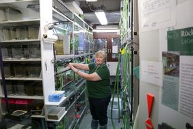 Beate Pelzer vom Projektteam "Quaken für das Klima - die Zucht- und Schutzstation für Amphibien Düsseldorf" im "Froschraum"