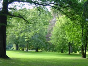Der artenreiche Altbaumbestand im Elbroichpark kann bei einem geführten Sommerspaziergang am Mittwoch, 14. August, erkundet werden. Foto: Gartenamt