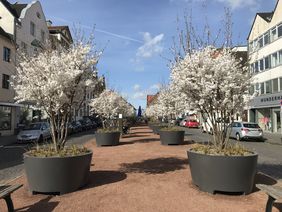 Die Wirkung dieser 22 Brautkirschbäume in Kübeln auf dem Kaiserswerther Markt auf das Klima vor Ort soll untersucht werden. Foto: Umweltamt
