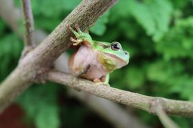 Europäischer Laubfrosch (Hyla arborea)