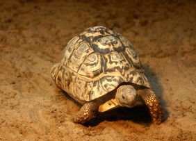 Leopardschildkröte (Geochelone pardalis)