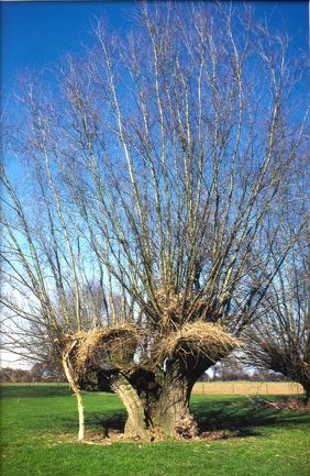 Kopfweide im Himmelgeister Rheinbogen. Foto: Gartenamt