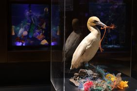 Präparat eines Basstölpels (Meeresvogel) auf einem Nest, das überwiegend aus Plastikteilen besteht. Im Schnabel trägt der Vogel ein Stück Nylonschnur.