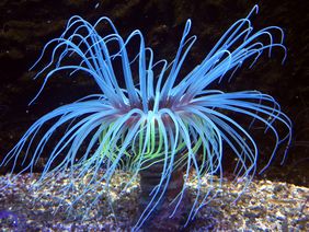Zylinderrosen; Foto: Aquazoo Löbbecke Museum