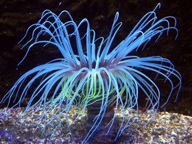 Aquazoo Löbbecke Museum