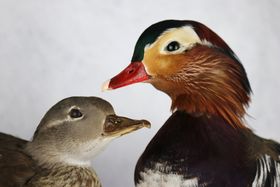 Aquazoo Löbbecke Museum