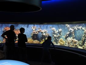 Zwei Personen stehen vor einem großen Aquarium, in dem bunte Korallen und Fische zu sehen sind.