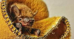 Eine Fledermaus schaut aus einem Handtuch, in das sie eingewickelt ist.
