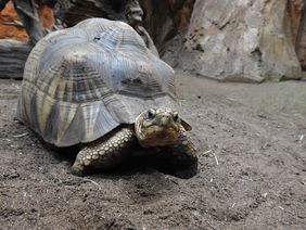 Strahlenschildkröte im Aquazoo Löbbecke Museum