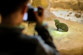 Ein gutes Tierfoto zu "schießen" ist gar nicht so einfach. Beim Workshop "Auf Unterwasserpirsch - mit der Kamera" am Donnerstag, 18. Juli, lernen die Kinder wie es geht; Foto: Aquazoo Löbbecke Museum