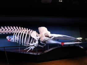Das Bild zeigt das Skelett eines Pottwals im Foyer des Aquazoo Löbbecke Museum.