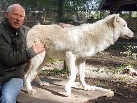 Dr. Wolfgang Gettmann mit einem Polarwolf