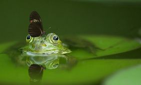 Frosch mit Schmetterling