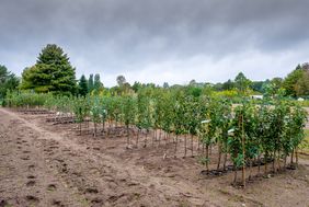 Insgesamt 200 Obst-, Bienen und Klimabäume stehen in der Baumschule für Privatgärten bereit. Foto: Uwe Schaffmeister