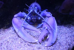 Ein blauer Hummer in Frontansicht. Die großen Scheren hat das Krenstier nach vorn gerichtet. 