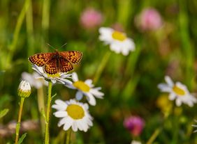 Endspurt bei der Umweltprojektförderung