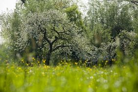 Obstbaumblüte im Naturschutzgebiet Urdenbacher Kämpe. Foto: Gartenamt