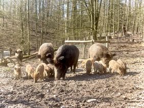 Im Wildpark sind die Frischlinge da. Besucherinnen und Besucher können in diesen Tagen die rund 20 jungen Wildschweine beobachten. Sie erkunden noch behütet von den Muttertieren, den Bachen, das Gehege. Fotos: Wildpark