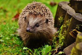 Igel, Foto: Pixabay.