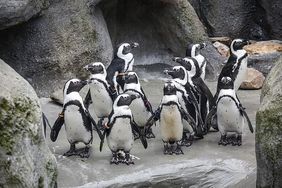 Etwa drei Tage müssen die Pinguine im aufgrund von Reparaturarbeiten im Stall verbringen und auf ihre Außenanlage verzichten. Foto: Melanie Zanin