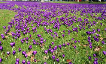 Düsseldorf blüht auf
